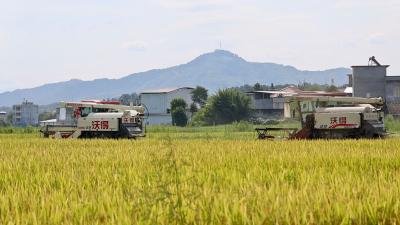 通城县五里镇：稻浪金黄迎夏收 科技赋能助丰产  